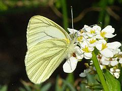 Margined White